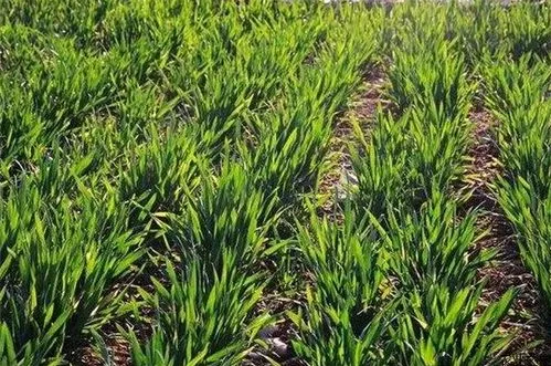 小麥銹病有哪些？