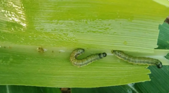 春季草地貪夜蛾發(fā)生趨勢預報