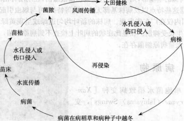 水稻白葉枯病的病害循環(huán)