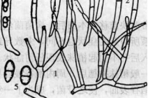 水稻惡苗病的病原物