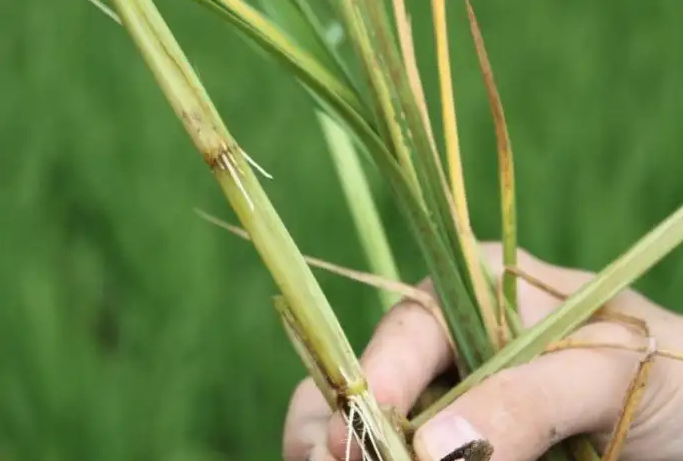 水稻惡苗病的癥狀