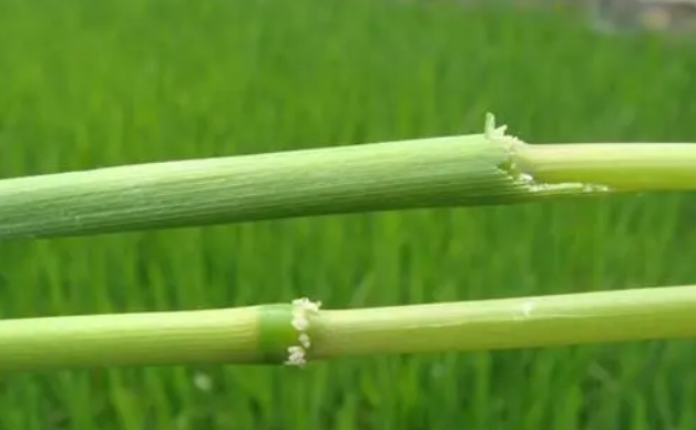 水稻惡苗病的發(fā)病因素