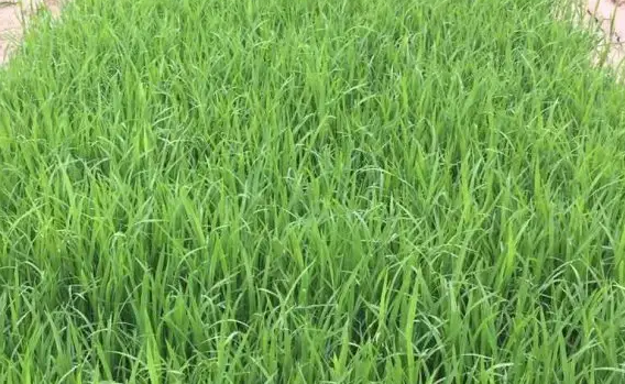 水稻苗期病害的綜合治理