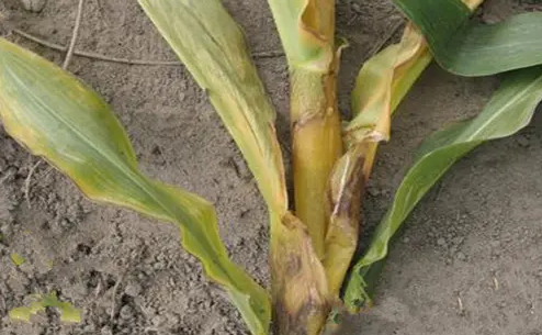 玉米莖基腐病的癥狀
