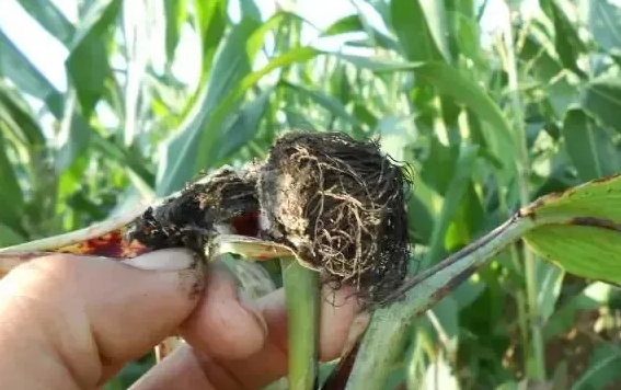 玉米黑粉病的綜合治理