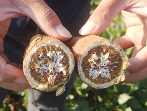 甘薯莖線(xiàn)蟲(chóng)病的癥狀