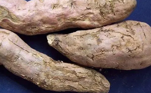 甘薯莖線(xiàn)蟲(chóng)病的綜合治理