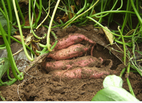 甘薯根腐病的發(fā)病因素