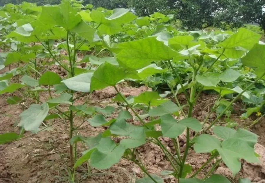 棉花苗期病害的發(fā)病因素