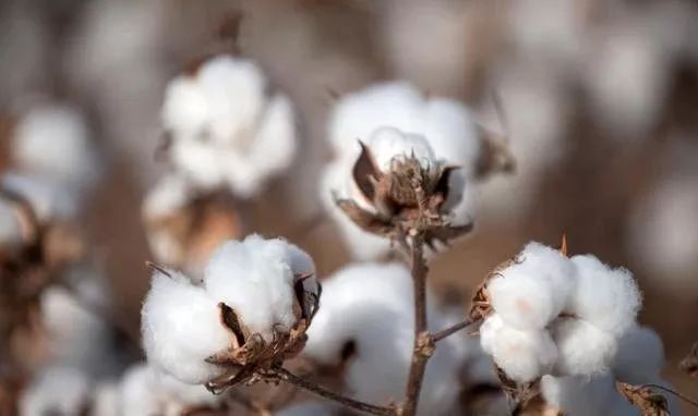 棉花苗期病害的綜合治理