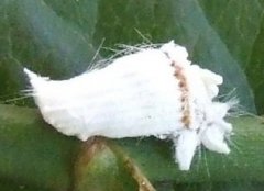 茶小卷葉蛾的特點及防治技術(shù)