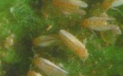 假眼小綠葉蟬的發(fā)生規(guī)律與防治技術(shù)