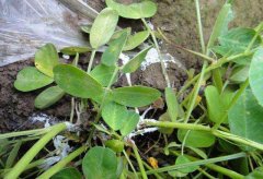 如何防治茶苗白絹??？