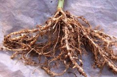 茶苗根結(jié)線蟲(chóng)病的病原及防治技術(shù)