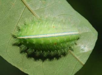 扁刺蛾的防治技術(shù)與測(cè)報(bào)方法