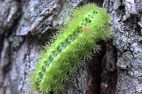 麗綠刺蛾的形態(tài)特征與生活習性