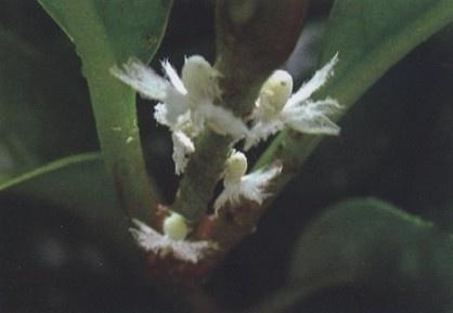 碧蛾蠟蟬的分布與危害