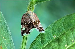 八點(diǎn)廣翅蠟蟬的發(fā)生與防治