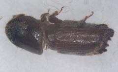 對(duì)粒材小蠹的發(fā)生規(guī)律