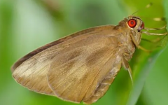 香蕉弄蝶的生物學特性
