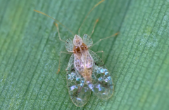 香蕉冠網蝽的形態(tài)特征