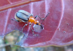 芒果剪葉象甲的習性