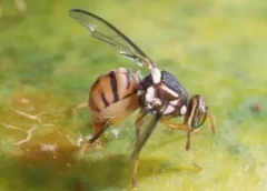 橘小實蠅的防治措施