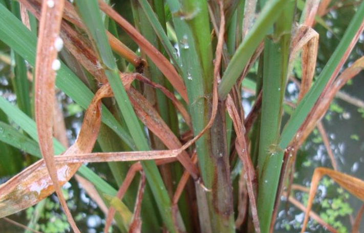 病害科普丨水稻紋枯病