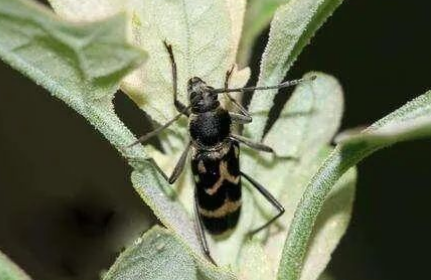 咖啡天牛的種類與防治技術(shù)（上）